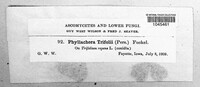 Polythrincium trifolii image